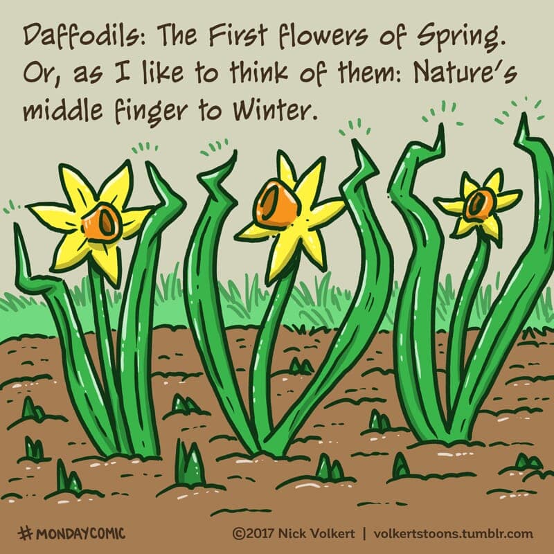 Daffodils - Part 1 | Monday Comic | Nick Volkert A group of daffodils flips the bird at Winter. - Part 1