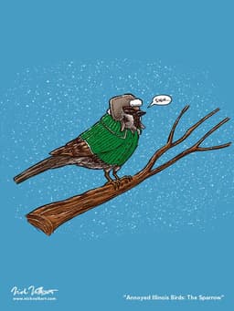 Annoyed IL Birds: The Sparrow | Nick Volkert An annoyed sparrow perched on a branch in the Midwest, surrounded by snow.