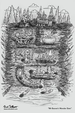 Mr Beaver's Nature Dam | Nick Volkert A slice of life inside of a beaver dam.