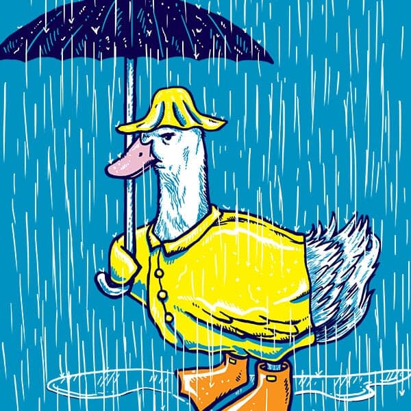 April Aylesbury | Nick Volkert An annoyed duck dressed in a raincoat and umbrellas avoiding the rain.